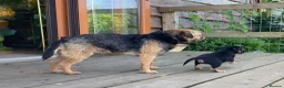Border Terrier dogs for sale: Border Terrier female puppy - Advert 4