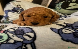 Cockapoo dogs for sale: cockapoo - Image 2