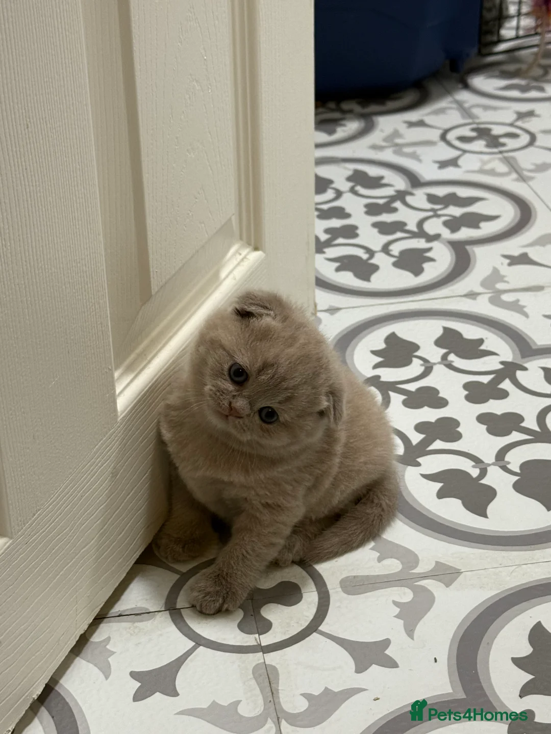 Scottish Fold cats for sale: Fawn Scottish Fold Girl Kitten  - Advert 3