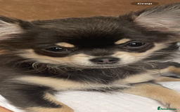 Chihuahua dogs for sale: Kc chihuahua for sale mother and daughter  - Image 2