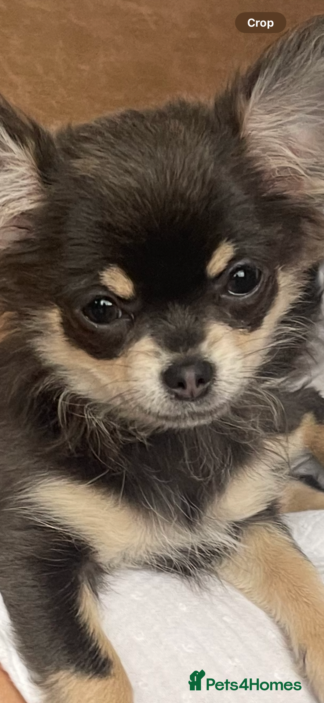 Chihuahua dogs for sale: Kc chihuahua for sale mother and daughter  - Image 2