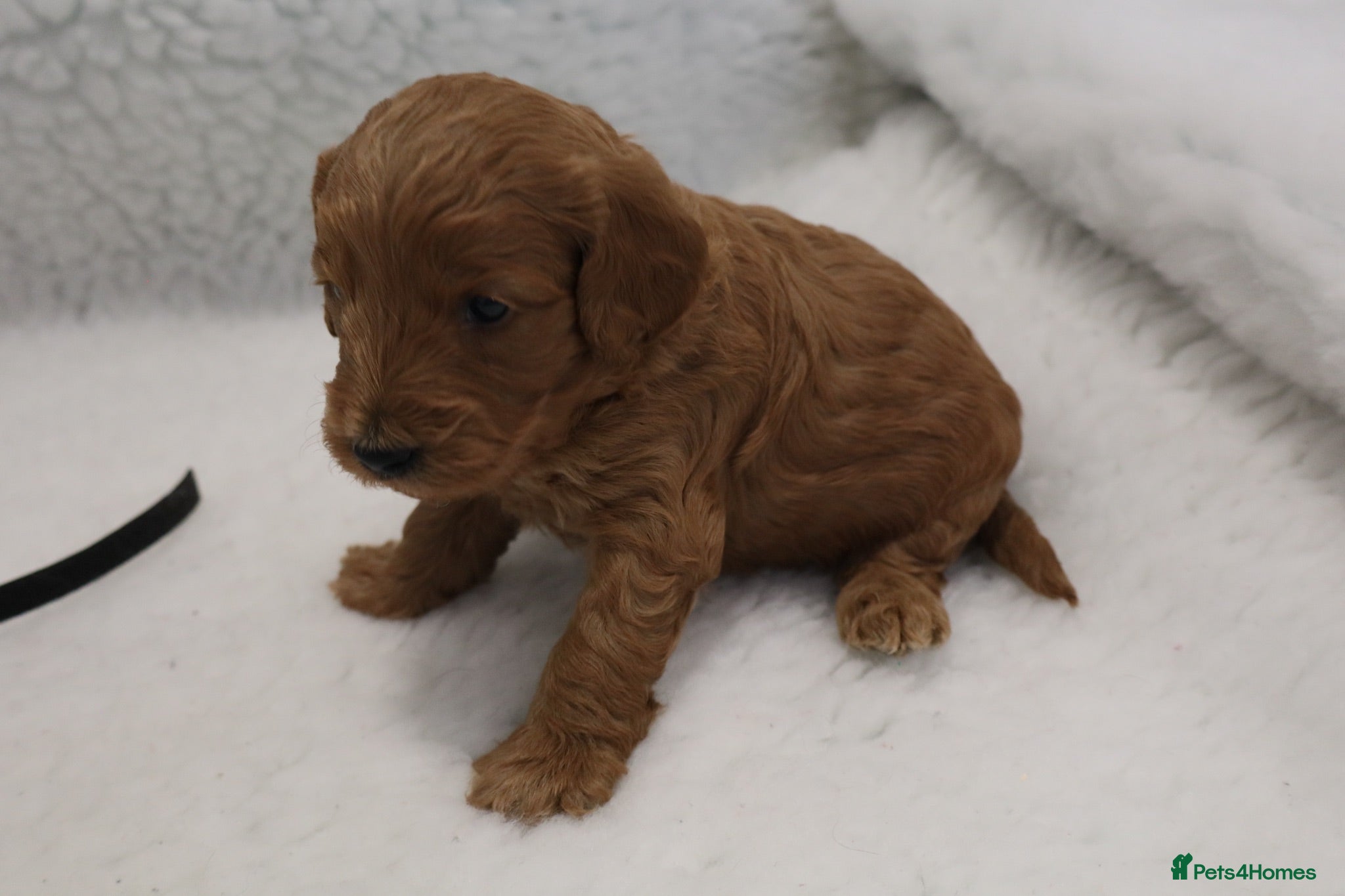 Cockapoo dogs WATCH LIVE! ELITE COCKAPOOS 5* LICENSED BREEDER  - Advert 1