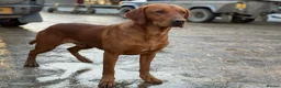 Labrador Retriever dogs for sale: Kc reg fox red Labradors  - Advert 20