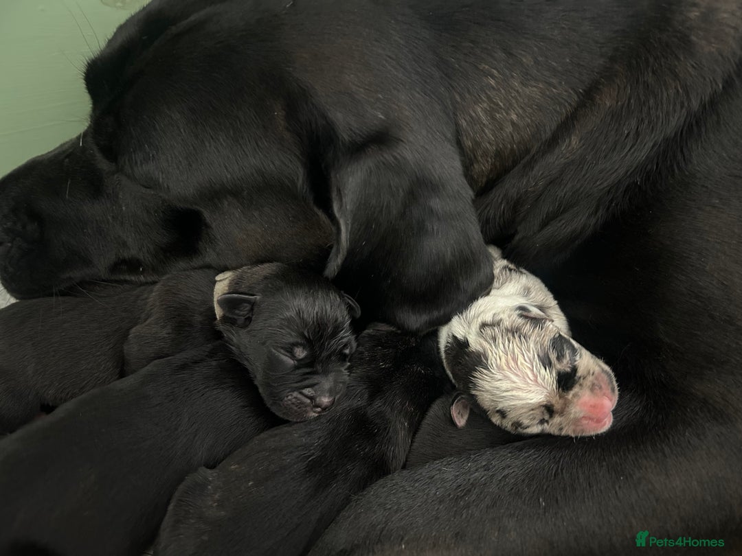 Mixed Breed dogs for sale: Stunning mastiff pups🐾 - Image 14