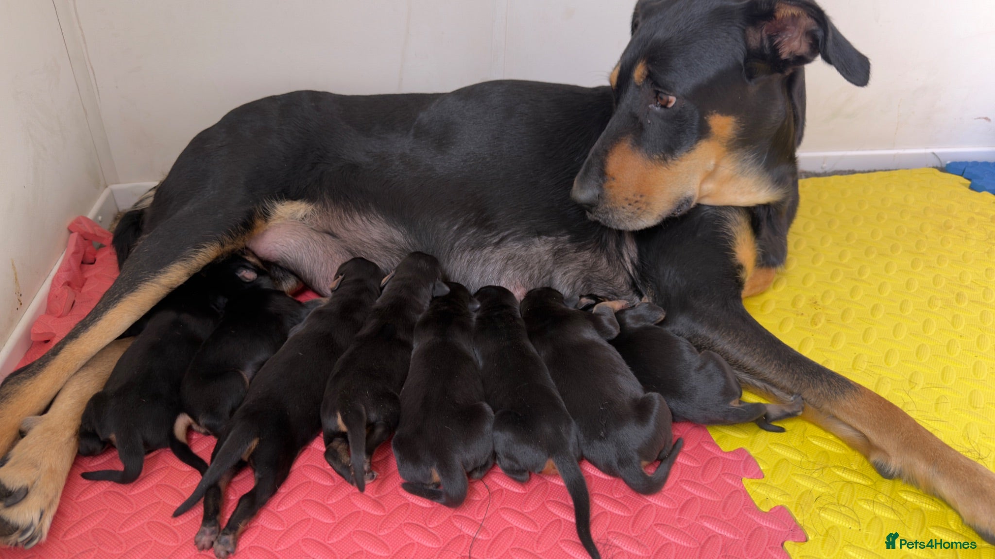 Mixed Breed dogs Stunning Dobermann X Huntaway Puppies ✨ - Advert 2