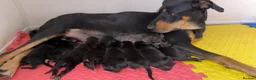 Mixed Breed dogs for sale: Stunning Dobermann X Huntaway Puppies ✨ in Coalville - Advert 2