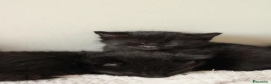 6th fluffy