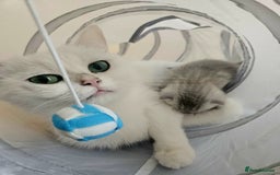 British Shorthair cats for sale: BRITISH SHORTHAIR CHAMPION BLOODLINE - Image 4