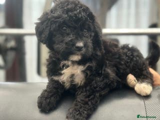 Bernedoodle dogs F1 BERNADOODLE BOYS AND GIRLS 6 WEEKS OLD - Advert 3
