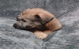 Soft Coated Wheaten Terrier dogs for sale: Beautiful Wheaten Terrier Puppies  - Image 9