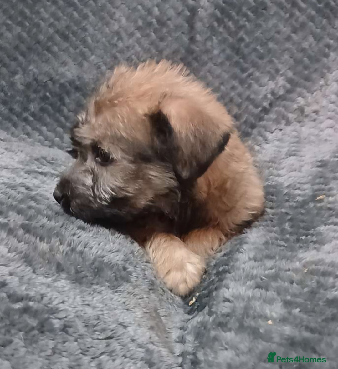 Soft Coated Wheaten Terrier dogs for sale: Beautiful Wheaten Terrier Puppies  - Image 9