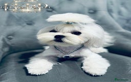 Maltese dogs for stud: ✨Exquisite DOLL KC Korean Maltese Stud DNA Clear ✨ - Image 1