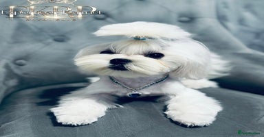 Maltese dogs - Advert 4
