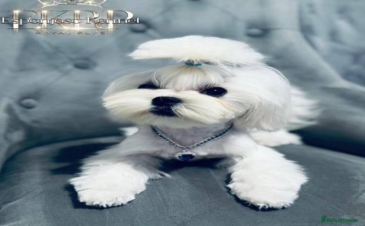 Maltese dogs - Advert 2