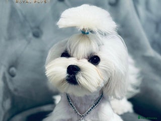 Maltese dogs for stud - Advert 1