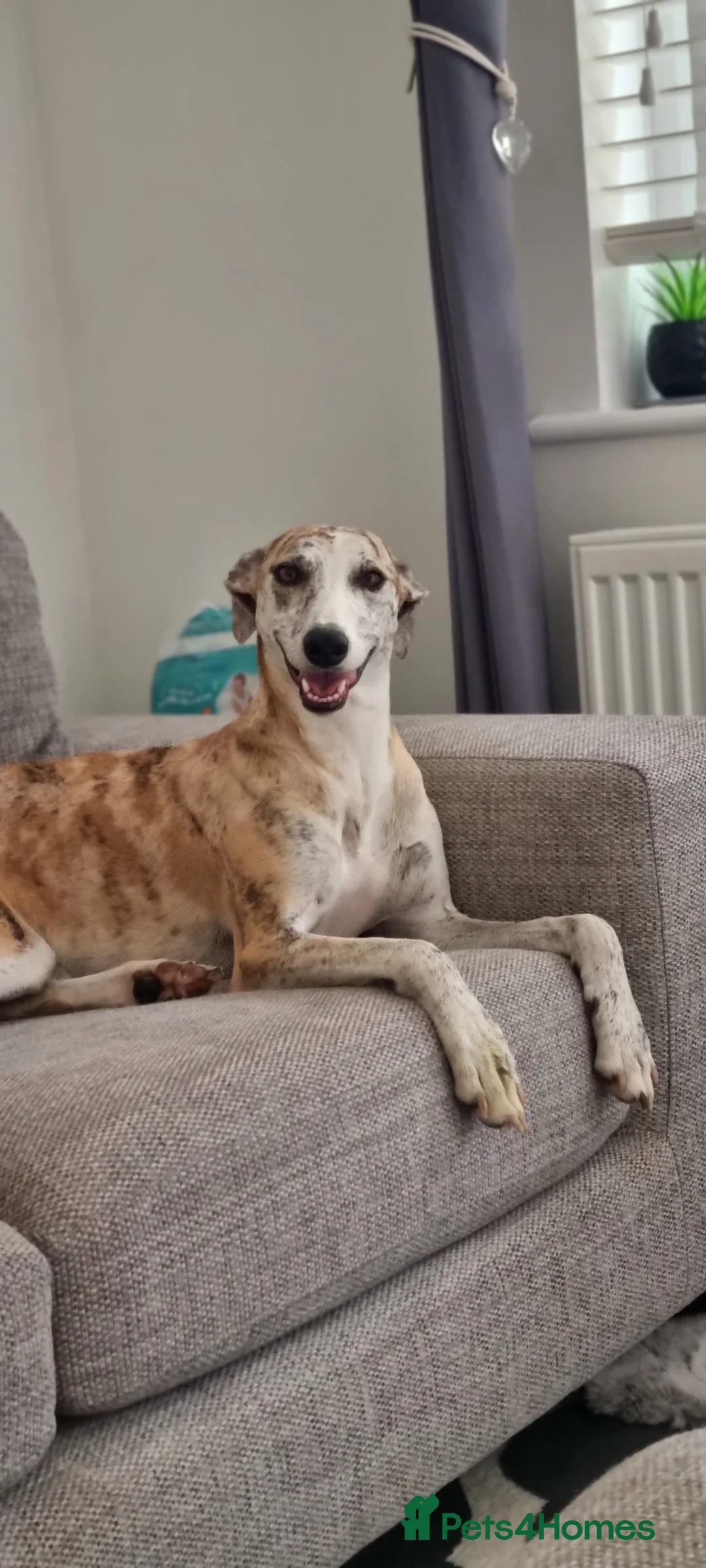 Mixed Breed dogs for sale: 2x female Whippet X Collie - Advert 7