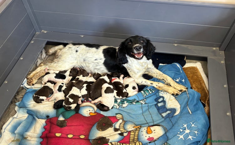 English Springer Spaniel dogs - Advert 1