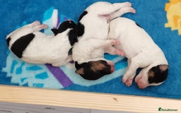 Fox Terrier dogs for sale: Gorgeous Wire Fox Terrier Pups Available. - Image 3