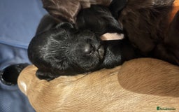 Cocker Spaniel dogs for sale: Cocker spaniel puppies - Image 16