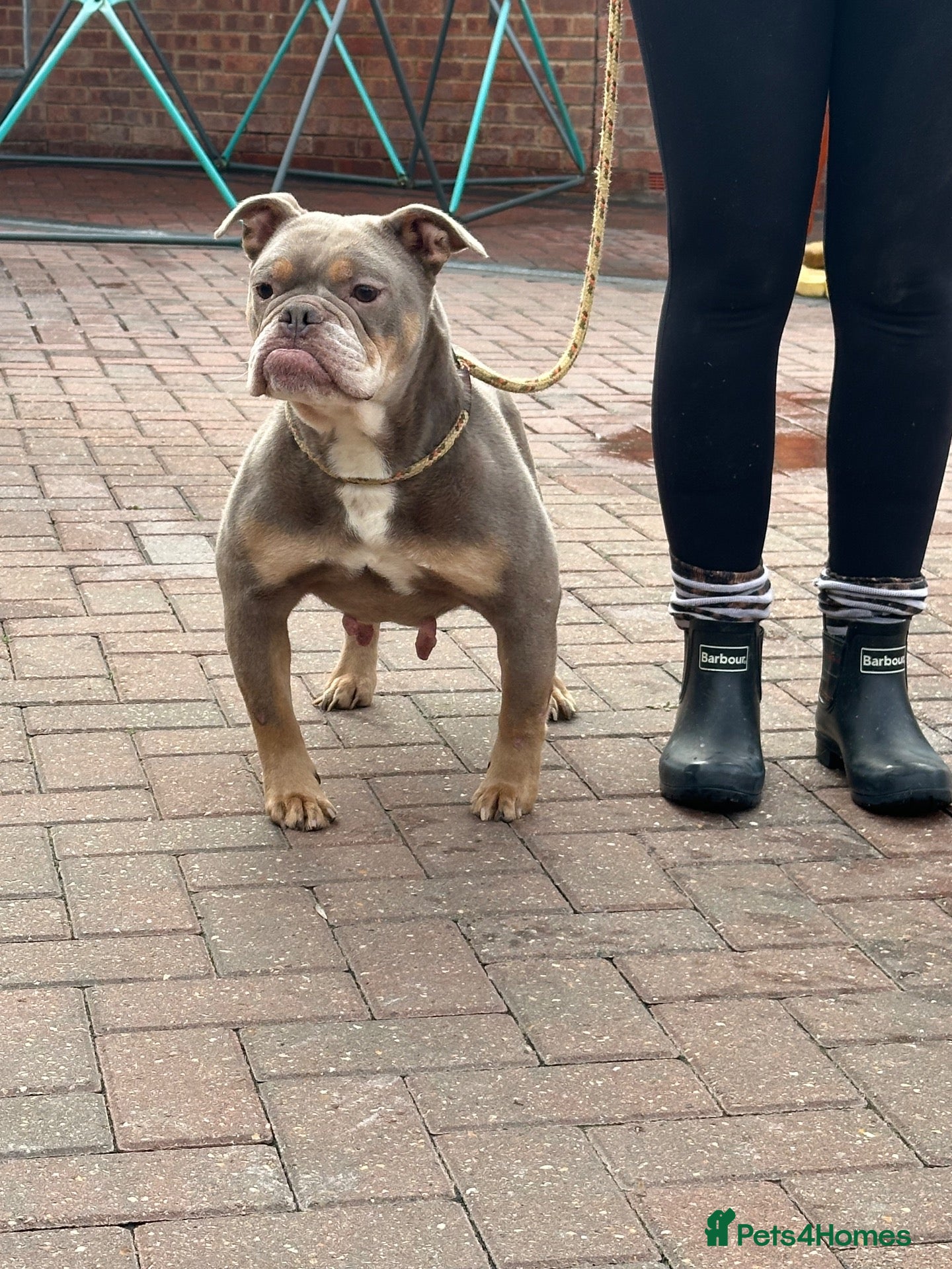 Old Tyme Bulldog dogs Adult female  - Advert 3