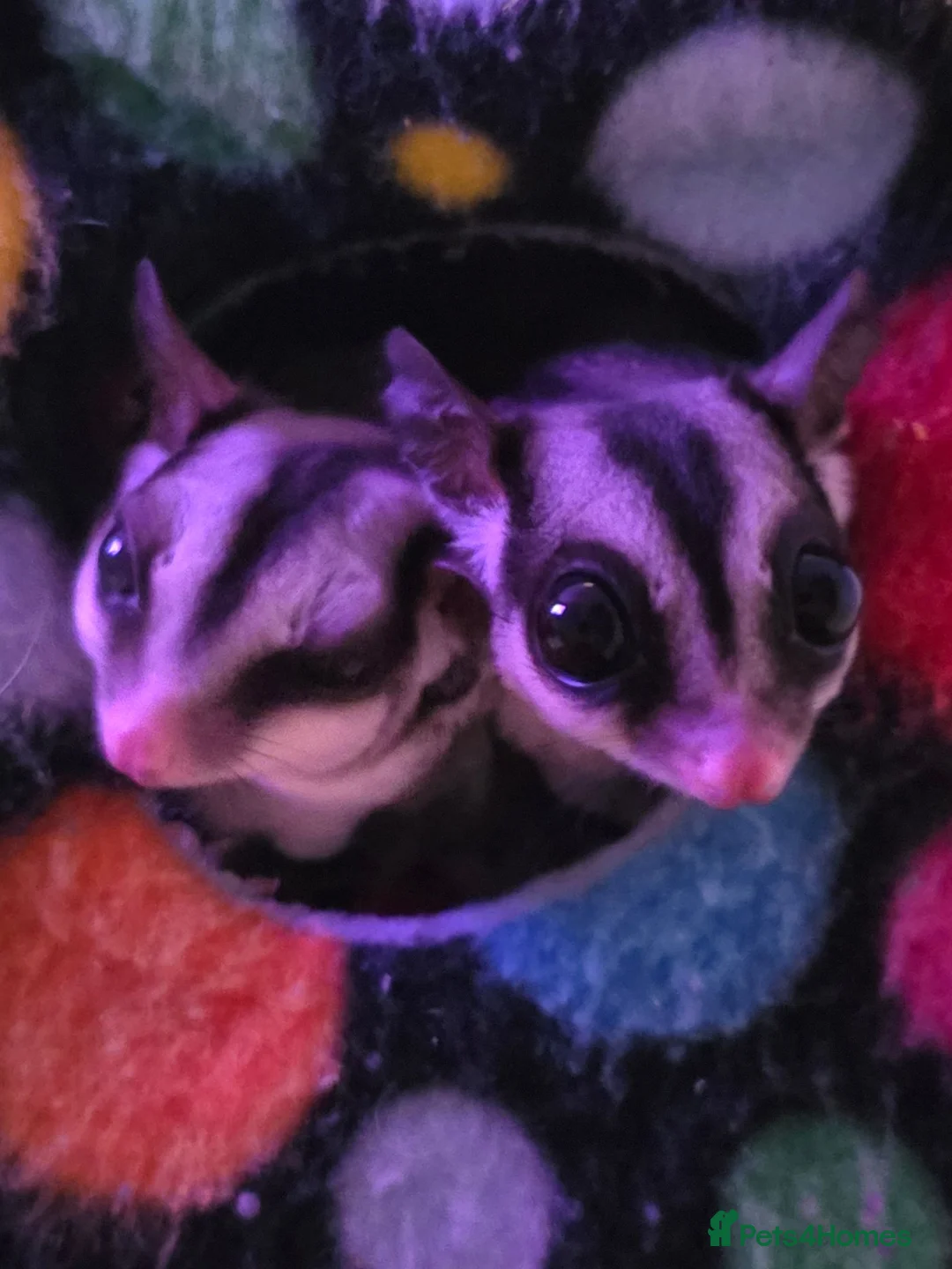 Sugar Glider rodents for sale: Bond pair of Male suger gliders. Both nurtured.  in Lincoln - Advert 2