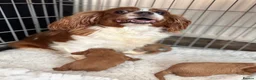 Cavalier King Charles Spaniel dogs for sale: Ruby KC King Charles Cavalier Health Tested  - Advert 3