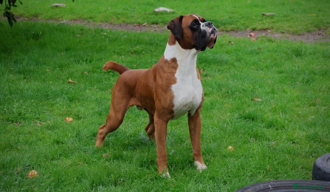 Boxer dogs for sale: Stunning Litter of 5 Boxer Puppies 🐶 - Advert 6
