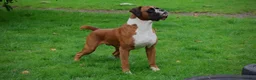 Boxer dogs for sale: Stunning Litter of 5 Boxer Puppies 🐶 - Advert 17