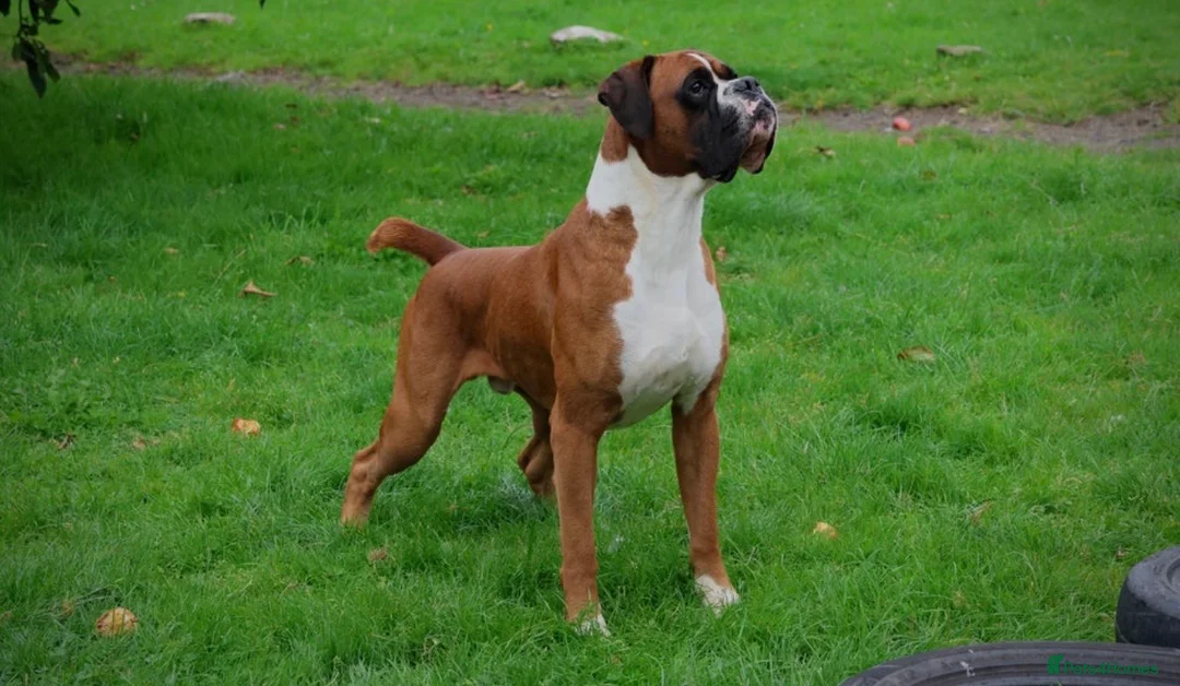 Boxer dogs for sale: Stunning Litter of 5 Boxer Puppies 🐶 - Advert 17