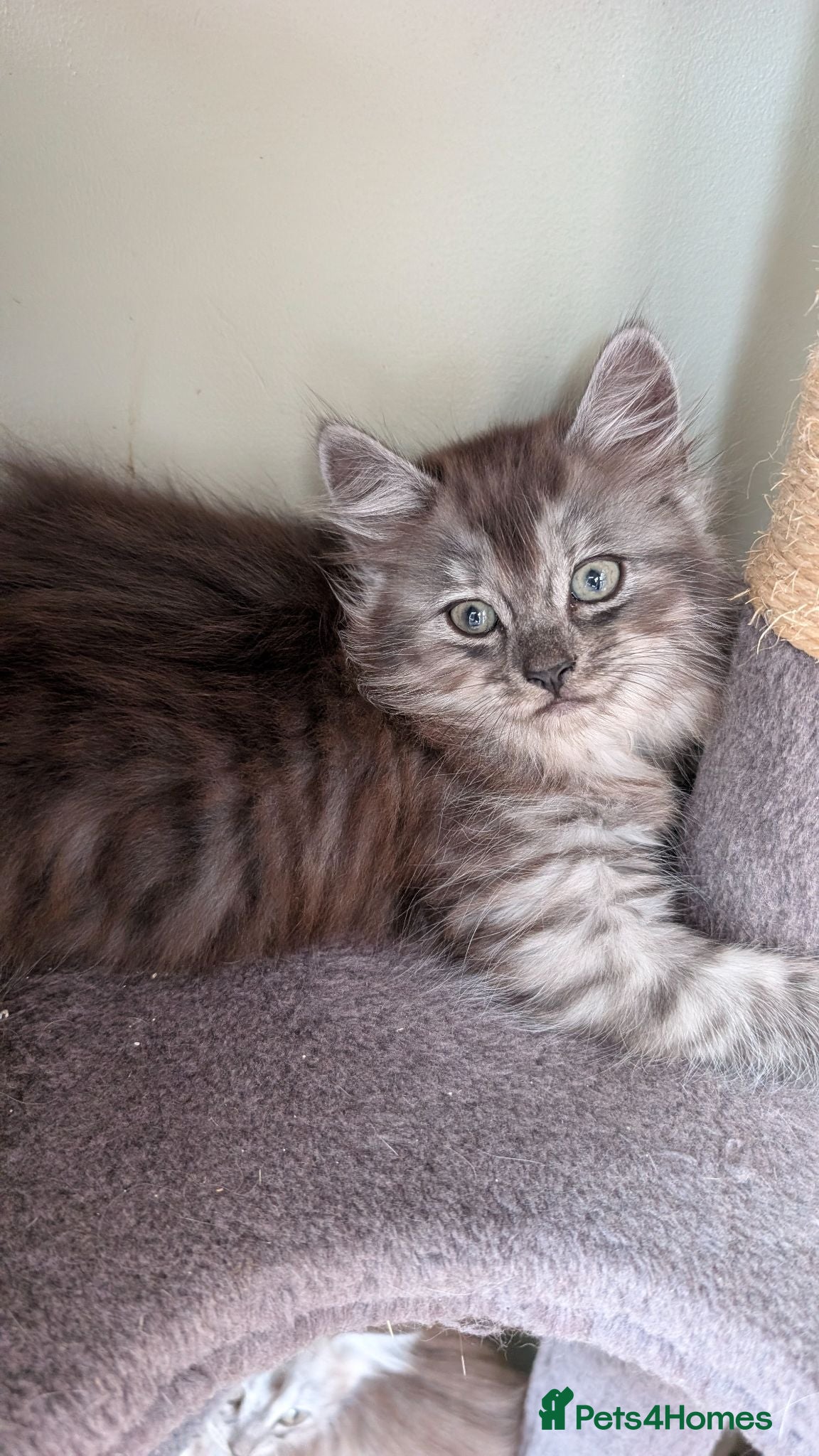 Mixed Breed cats 4 Incredible beautiful kittens! - Advert 1