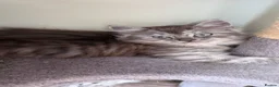 Mixed Breed cats for sale: 4 Incredible beautiful kittens! - Advert 1
