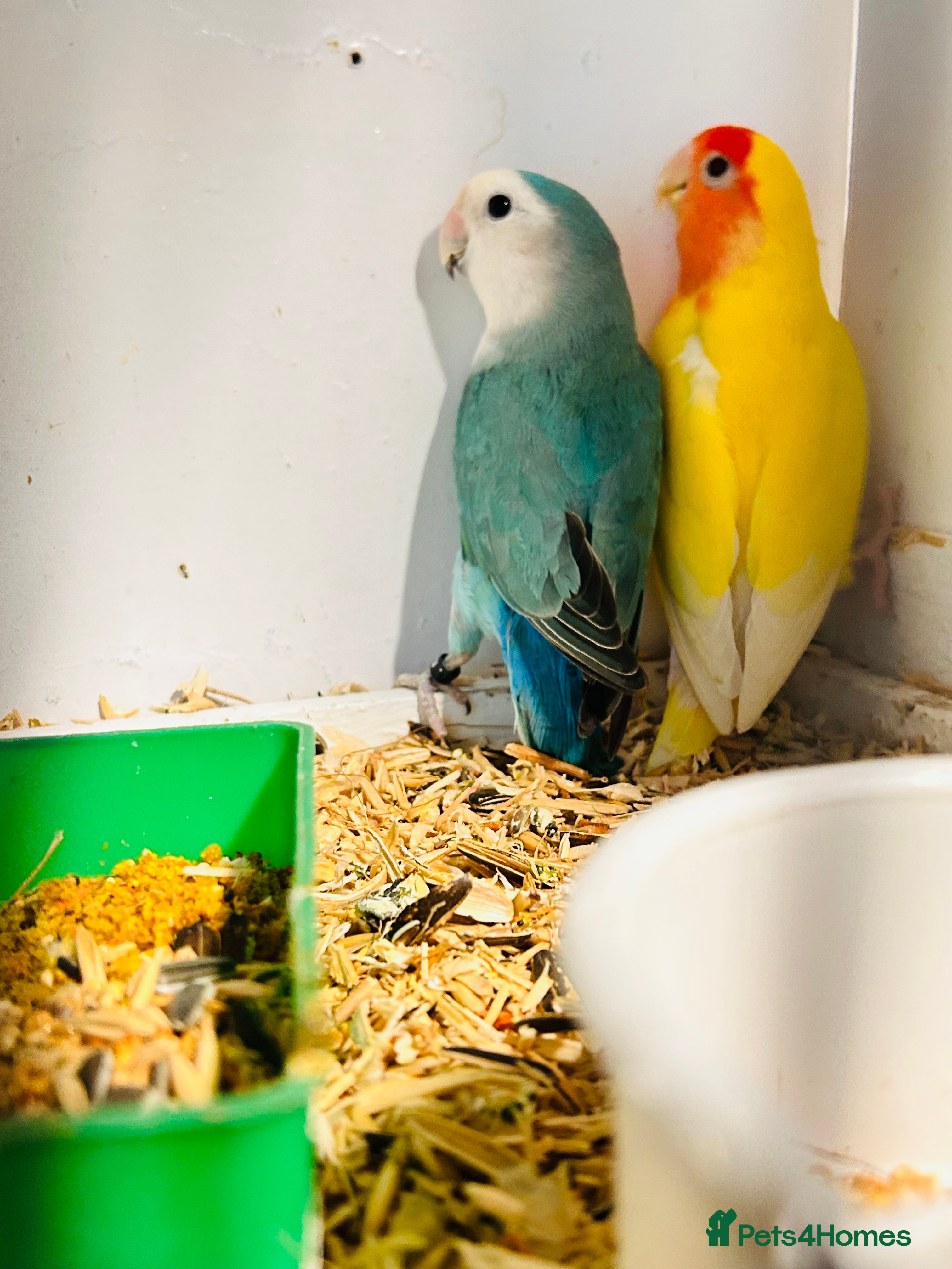 Lovebirds birds Breeding pair of lovebirds  - Advert 7