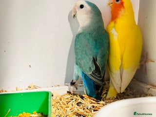 Lovebirds birds Breeding pair of lovebirds - Advert 5