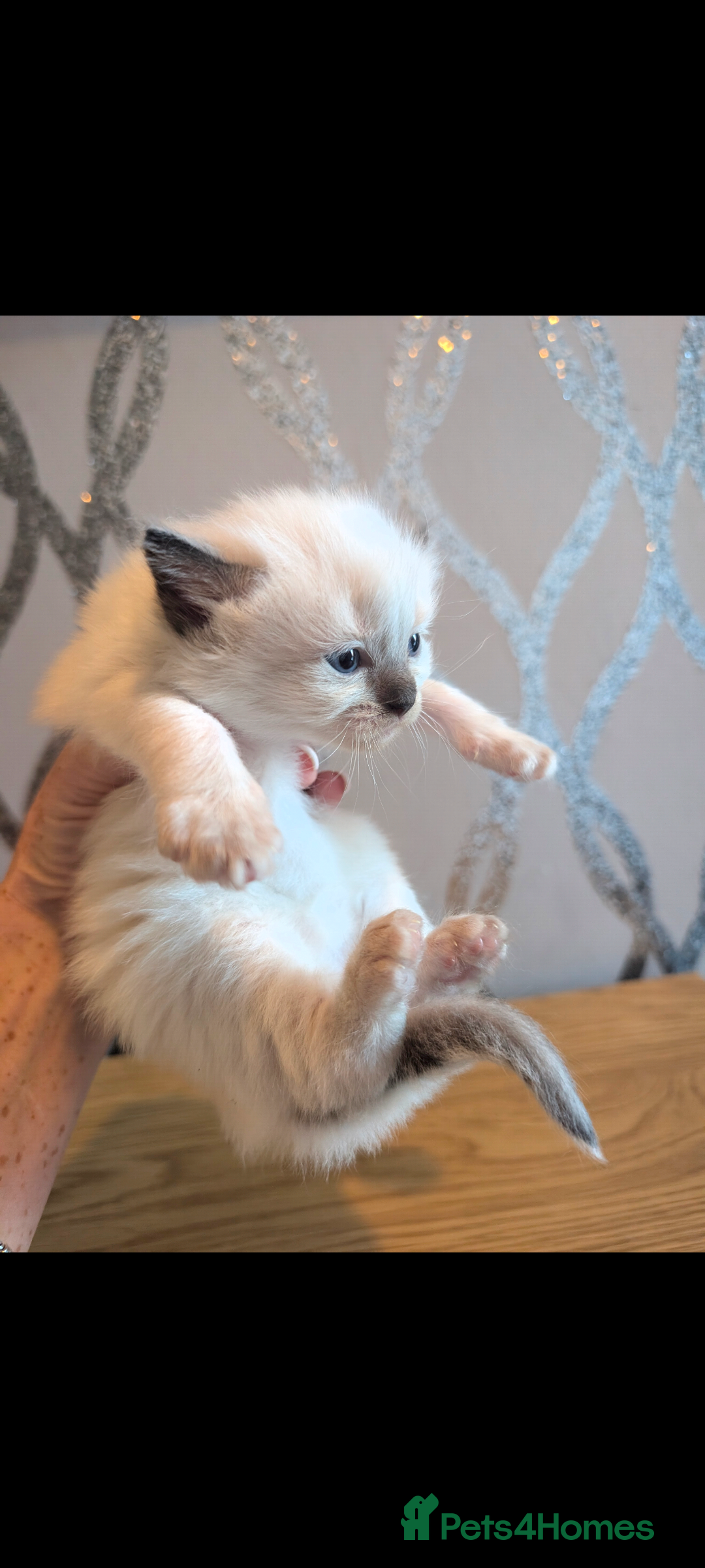 Ragdoll cats for sale: Absolutely gorgeous ragdoll kittens - Advert 5