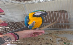 Macaws birds for sale: Ara bleu - Image 1