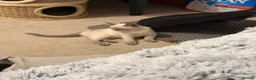 Ragamese cats for sale: Beautiful Ragamese kittens - Advert 8