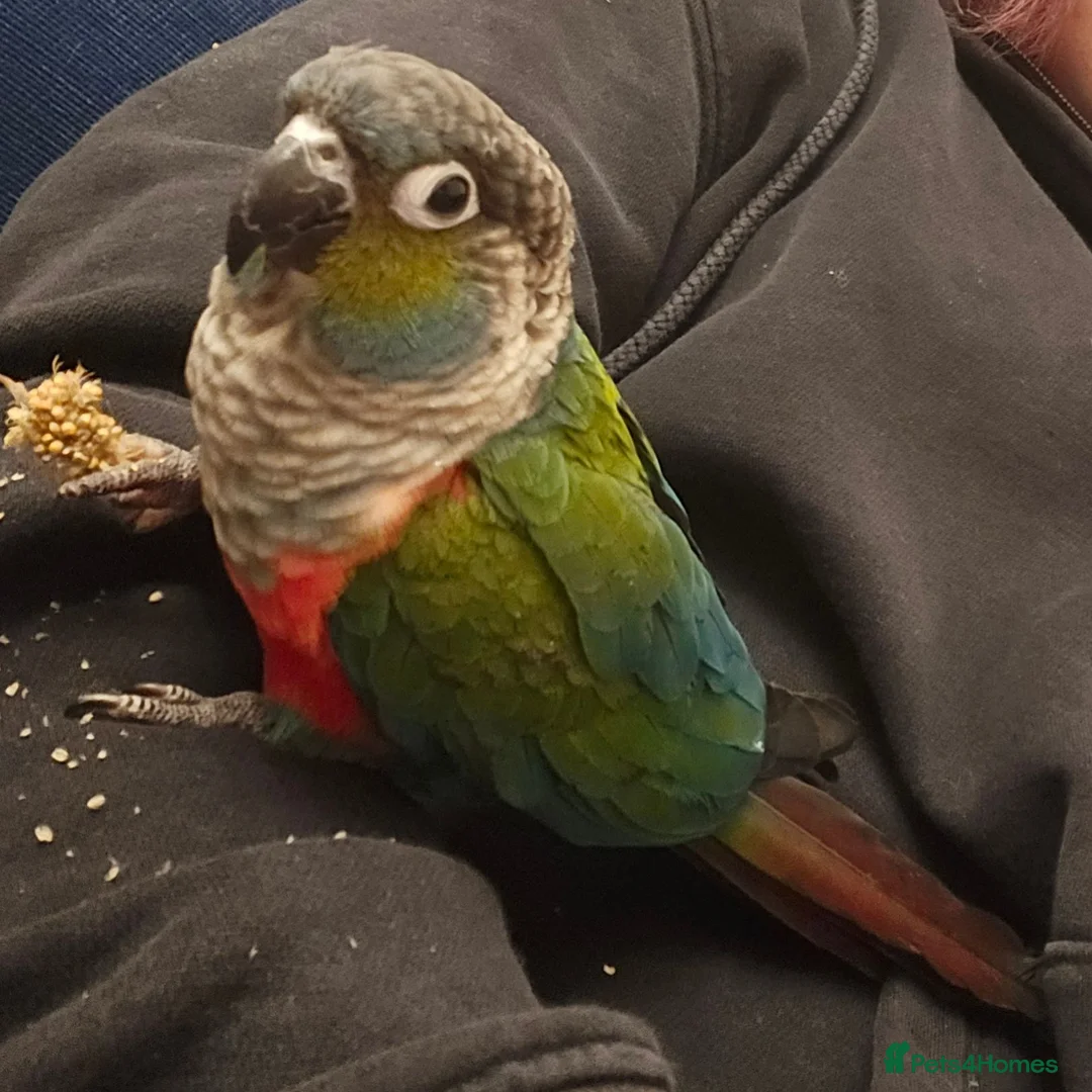 Conures birds for sale: Tame Crimson Conure - Advert 1