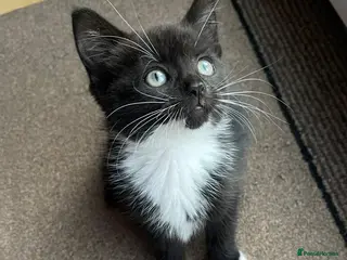 Mixed Breed cats 1 Black & White Female Kitten Left - Advert 1