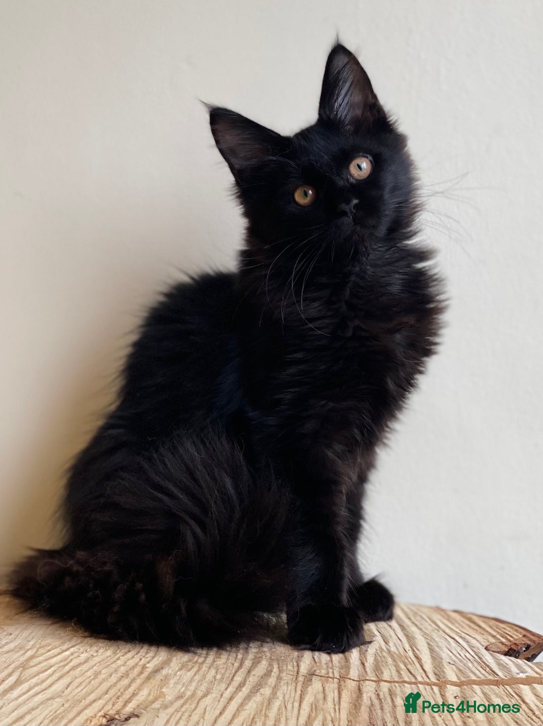 Maine Coon cats for sale: Beautiful pure bread Maine Coon kittens - Image 7