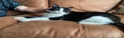 British Shorthair cats for sale: Male Tuxedo Black & White cat in Newark - Advert 6