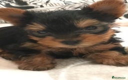 Yorkshire Terrier dogs for sale: Pure Breed Toy Yorkshire Terrier Pups Ready Now!  - Image 5