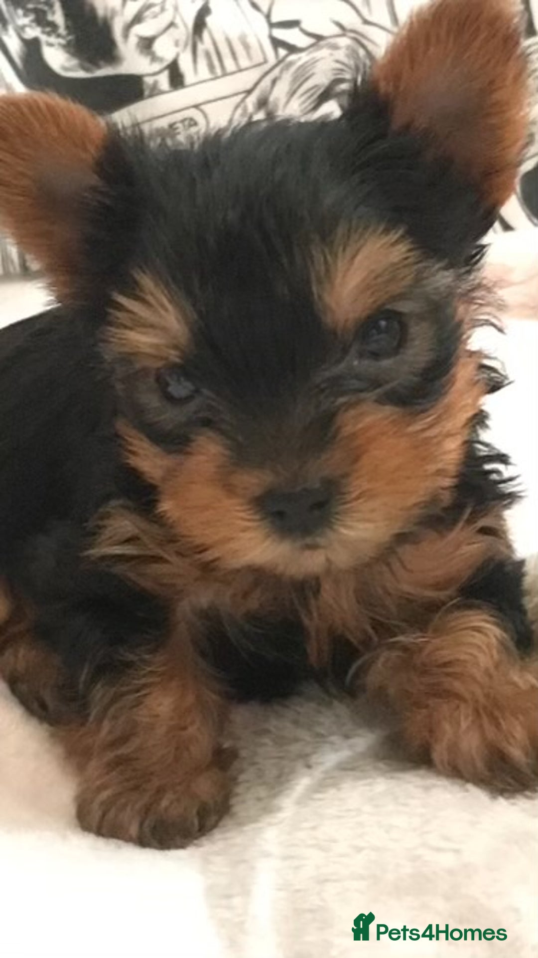 Yorkshire Terrier dogs for sale: Pure Breed Toy Yorkshire Terrier Pups Ready Now!  - Image 5
