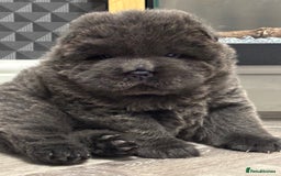 Chow Chow dogs for sale: Beautiful blue chow chow litter 💙 - Image 6