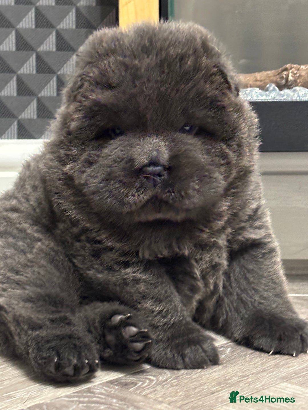 Chow Chow dogs for sale: Beautiful blue chow chow litter 💙 - Image 6