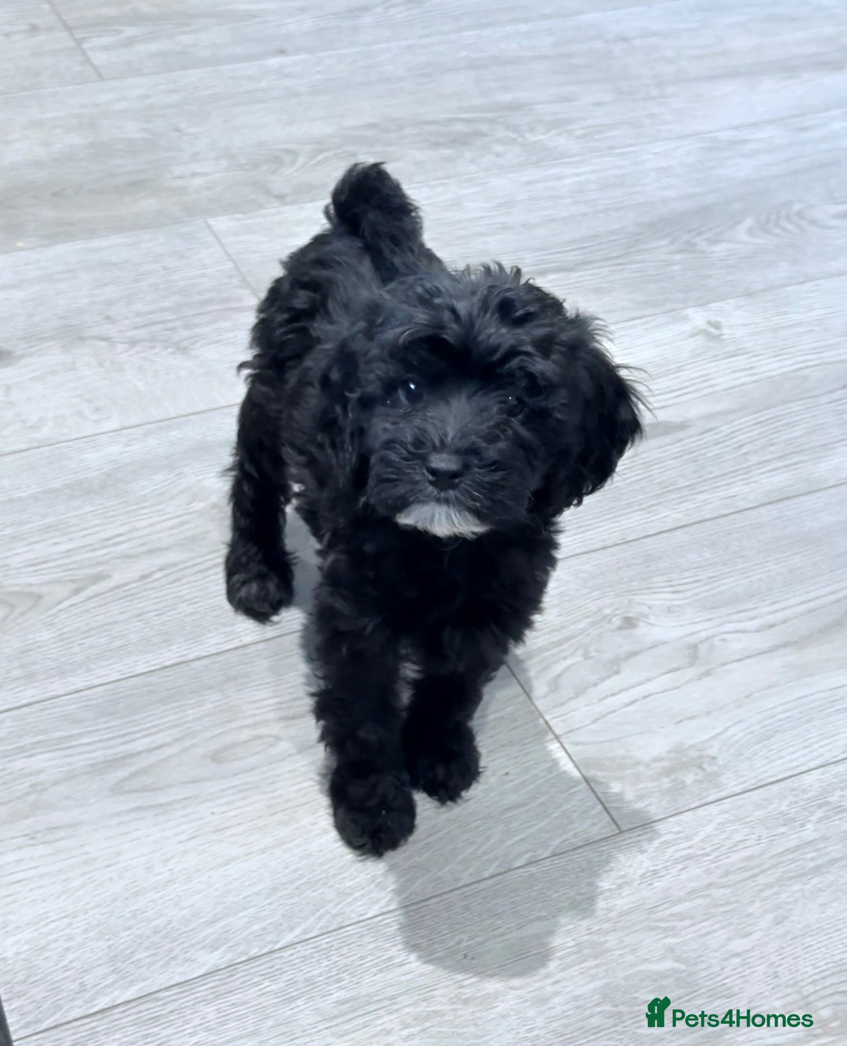 Cockapoo dogs  REDUCED! F2 cockapoo READY NOW - Advert 1