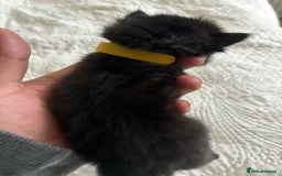 Maine Coon cats for sale: Adorable Kittens  - Image 14