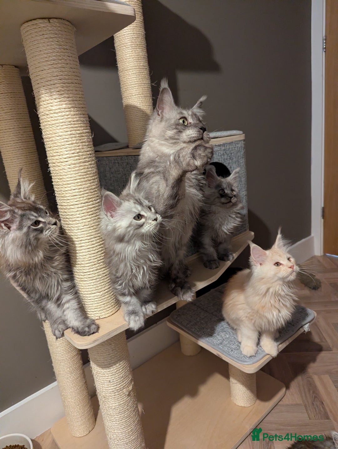 Maine Coon cats for sale: Outstanding siblings Russian bloodline  - Advert 14