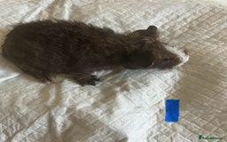 Guinea Pig rodents for sale: Skinny pig and smooth haired Guinea pigs - Image 19