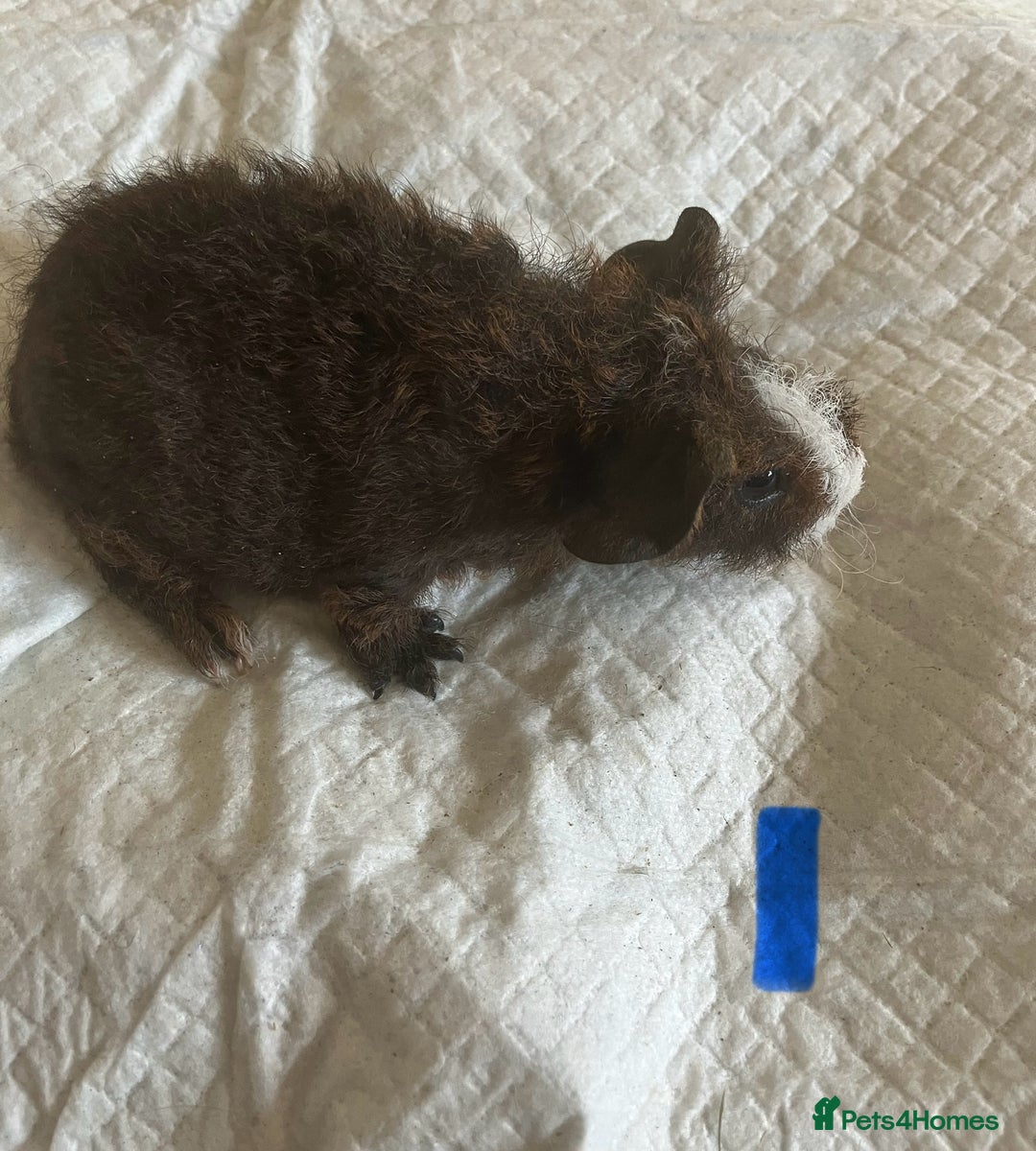 Guinea Pig rodents for sale: Skinny pig and smooth haired Guinea pigs - Image 19