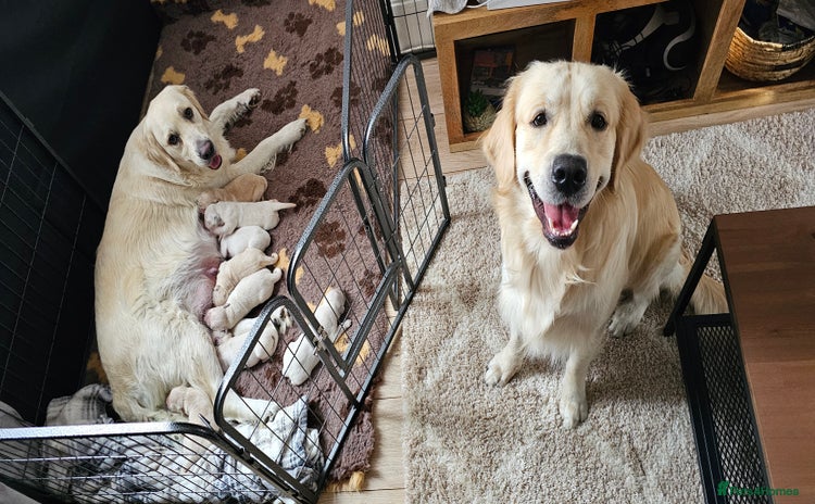 Golden Retriever dogs - Advert 4